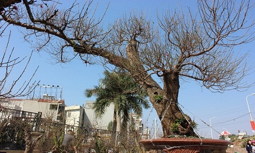 Cây đào rừng có thế "Long chầu mặt Nguyệt" được rao bán 180 triệu đồng. Ảnh: Doisongphaply.