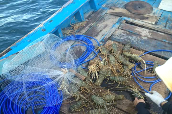 Tôm hùm baby đông lạnh thường sẵn hàng nhưng tôm hùm tươi sống thì không phải lúc nào khách mua cũng có, thậm chí phải đặt trước. Ảnh: Daohaisan.