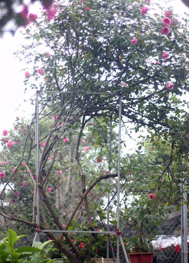 Đây là loại cây bụi, có gai, hoa có nhiều màu nhưng chủ yếu là màu hồng và màu tím. Ảnh: Tiền phong.