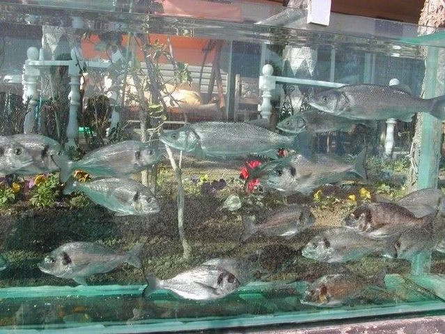 Kết quả của hành động “khác người” này khá bất ngờ khi bể cá cảnh trở thành một điểm nhấn tuyệt đẹp, kết hợp hài hòa với vườn cây xanh mát, không chỉ giúp làm giảm cái nóng oi bức của đất nước Thổ Nhĩ Kỳ mà còn biến căn biệt thự thành một bức tranh thiên nhiên cực kỳ sống động.