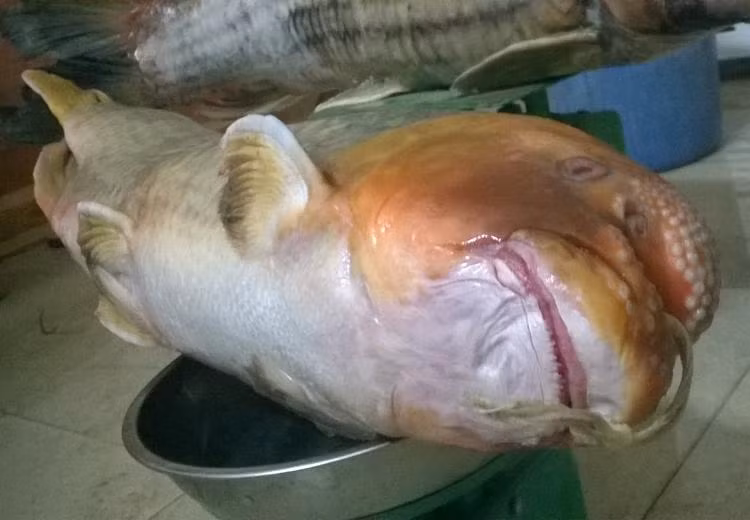 Với giá bán từ 2 - 2,5 triệu đồng/kg, nặng từ 3 - 4 kg, người mua phải chi ra cả chục triệu đồng để sở hữu con cá Anh Vũ. Ảnh: Hatthocvang.