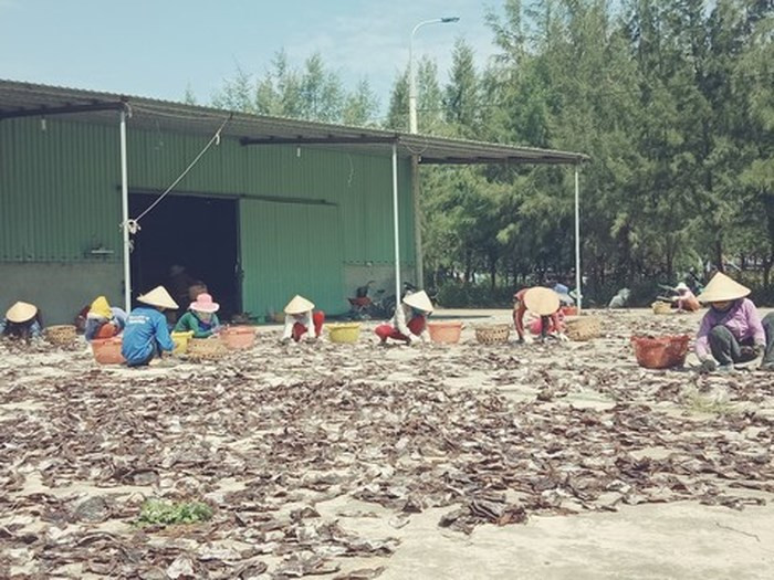 Nhiều lao động địa phương cũng có thêm thu nhập từ công việc tuyển lựa, phơi mực thu mua từ các tàu câu mực. Ảnh: CA TPHCM.