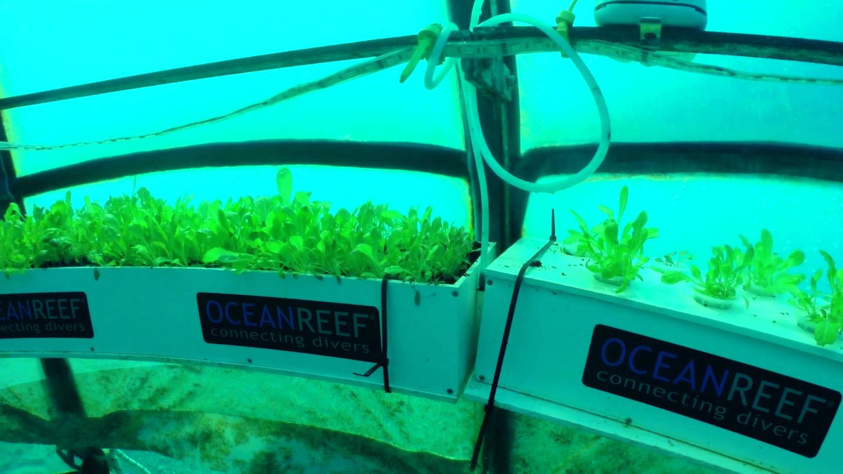 Trang trại rau Nemo's Garden là dự án thử nghiệm của tập đoàn Ocean Reef Group nằm ngoài khơi Noli, Italy. Ảnh: Youtube.