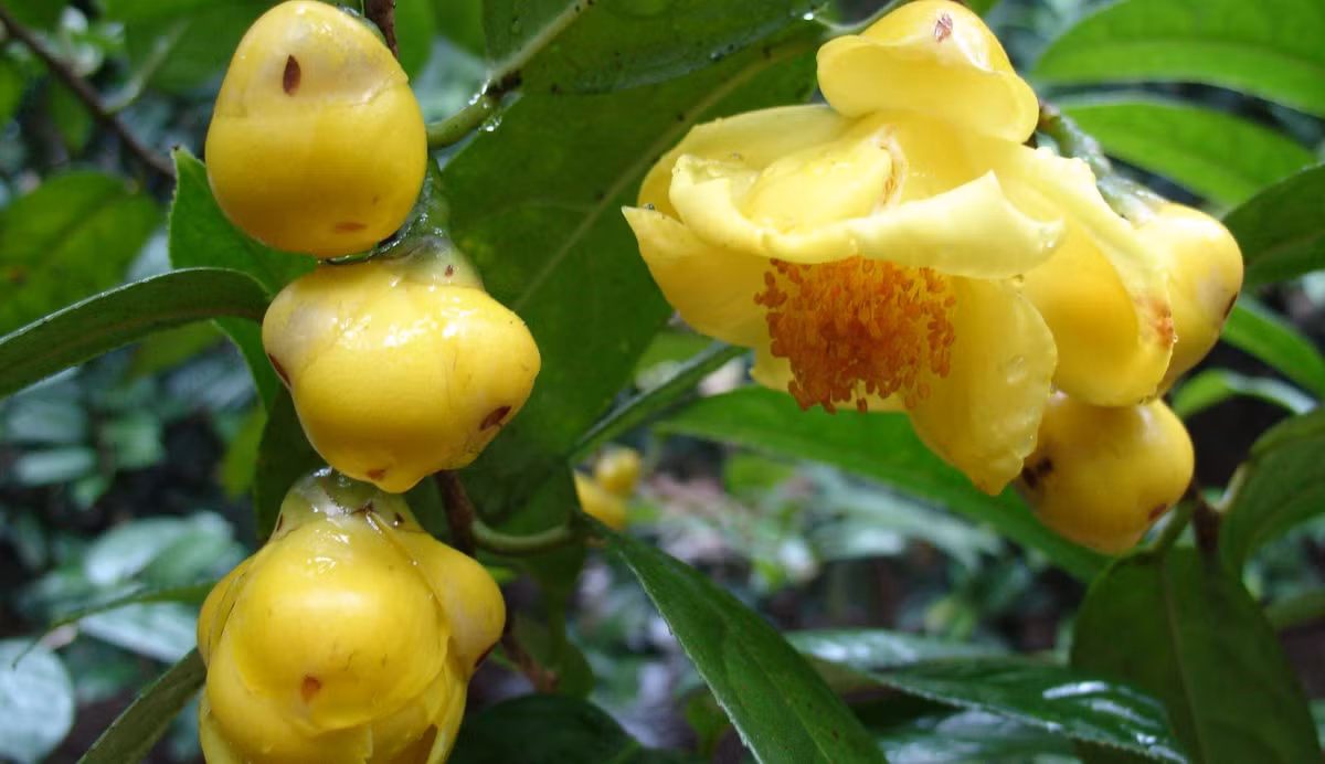 Theo các nghiên cứu khoa học, trà hoa vàng hay con gọi là Kim hoa trà (danh pháp hai phần: Camellia chrysantha) là một loài thực vật hạt kín trong họ Theaceae. Nó được tìm thấy ở Trung Quốc (tây nam tỉnh Quảng Tây) và Việt Nam.