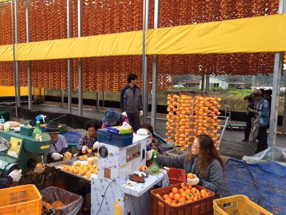 Nơi sản xuất hồng dẻo nhiều nhất Hàn Quốc là thành phố Sangju, phía Bắc tỉnh Gyeongsang. Ảnh: FB Lê Huyền.