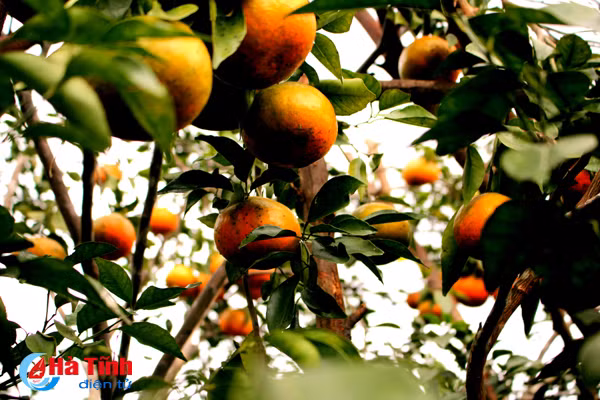 Ông Nguyễn Ngọc Thọ - Chủ tịch UBND xã Hương Thủy (Hương Khê) cho biết: “Toàn xã có khoảng 120 ha cam, trong đó một nửa diện tích trồng cam bù.