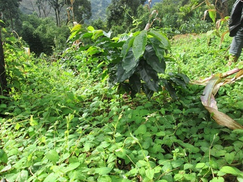 Gần như gia đình nào nơi đây cũng trồng sâm dây, mỗi hộ trung bình 1 - 2 sào. Ảnh: Dacsanngoclinh.