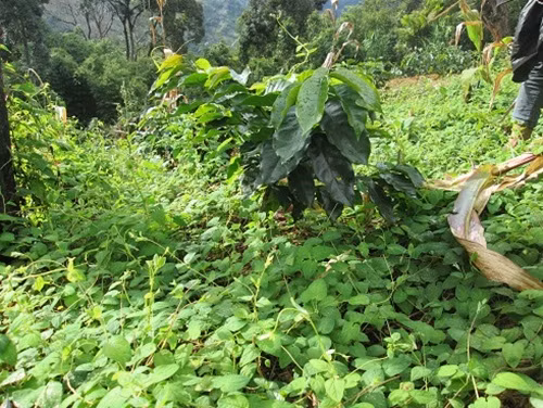Gần như gia đình nào nơi đây cũng trồng sâm dây, mỗi hộ trung bình 1 - 2 sào. Ảnh: Dacsanngoclinh.