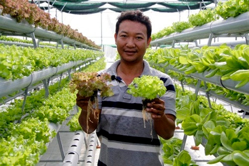 Người dân ấp Phước Trinh A, xã Bình Phước, H.Mang Thít, Vĩnh Long đều ngưỡng mộ vợ chồng anh Ngô Hữu Anh Khôi khi bỏ việc với thu nhập 50 triệu đồng/tháng về quê trồng rau thủy canh. Ảnh: Baovinhlong.