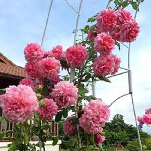 Hồng leo Huntington phát triển mạnh, cành nhánh mềm mại nên dễ uốn cong trên lồng khung trồng, tạo vòm cổng hay leo tường. Ảnh: Hoahongleo.