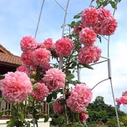 Hồng leo Huntington phát triển mạnh, cành nhánh mềm mại nên dễ uốn cong trên lồng khung trồng, tạo vòm cổng hay leo tường. Ảnh: Hoahongleo.