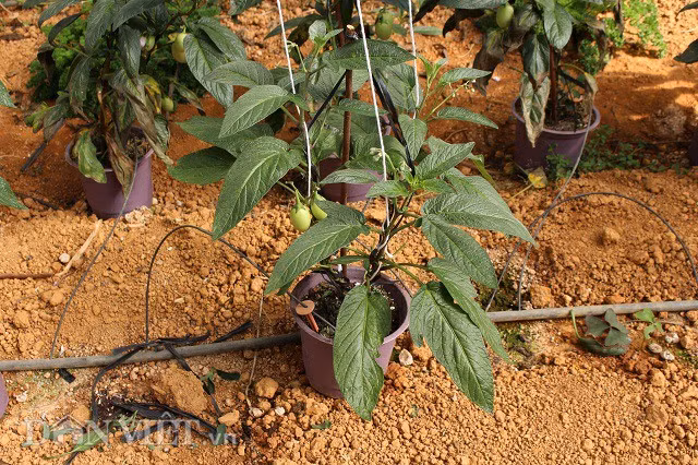 Hiện tại khu vườn của anh Định đã trồng lên tới 500 cây dưa pepino nhỏ để phục vụ nhu cầu chưng Tết cho du khách, giá mỗi cây 150 nghìn đồng. Khi mang về nhà du khách chỉ cần tưới nước và cắm 1 cây gỗ nhỏ để treo cây, tránh cây bị đổ do dây leo quá cao.