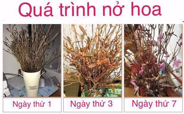 Dân mạng thi nhau chia sẻ quá trình nở hoa của đỗ quyên khô. Ảnh: FB Cường Sarang.