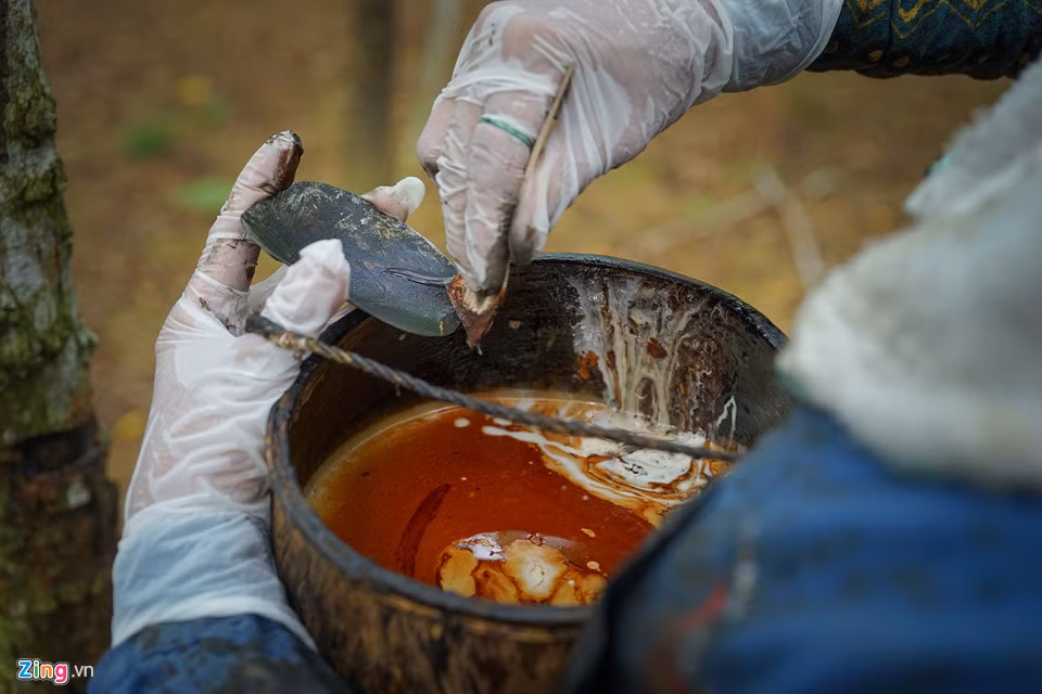 Sơn được sử dụng là nhựa cây sơn được trồng ở Phú Thọ mang về đây.