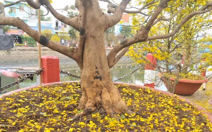 Cây mai cổ thụ này có cành, thân rất săn chắc (Ảnh: Dân trí)