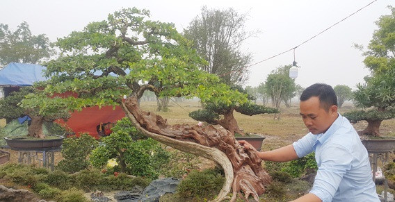 Cây có tuổi đời gần 300 năm và cao gần 2 mét. Ảnh: Dân Việt.