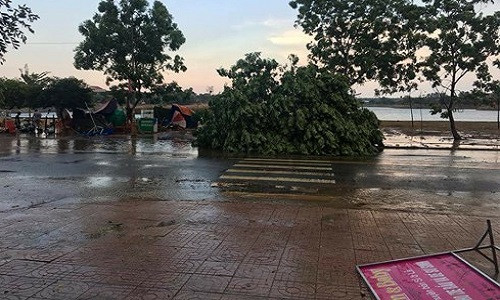 Ngoài làm hư hại nhà cửa, lốc xoáy cũng làm đổ nhiều cây trồng.