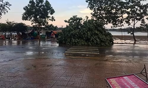 Ngoài làm hư hại nhà cửa, lốc xoáy cũng làm đổ nhiều cây trồng.