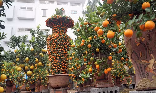 Anh Nguyễn Kim Thắng (Hoài Đức) đã trưng cặp quýt lộc bình "khủng" của nhà vườn mình trên phố từ đầu tháng 11 Âm lịch để khách tham quan và định giá.