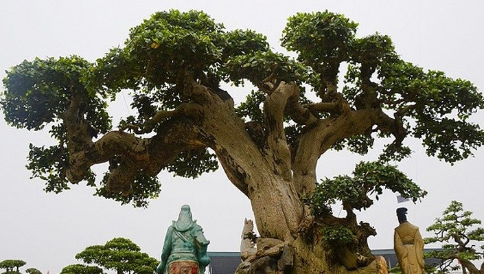 Cây sanh cổ dáng long hơn tỷ đồng của đại gia An Giang được đánh giá là một tác phẩm cây cảnh nghệ thuật hài hòa, tự nhiên, độc đáo. Ảnh: VTC.