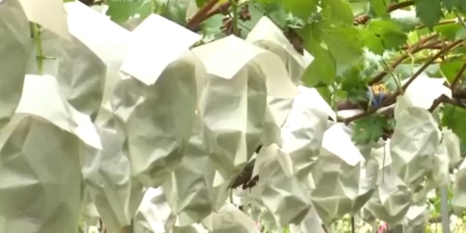 Từng chùm nho được bọc giấy để bảo vệ khỏi côn trùng và dịch bệnh. Ảnh: NHK World.