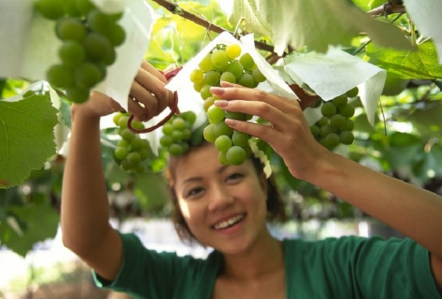 Trung bình, mỗi cây cho ra 300 chùm nho. Ảnh: Tadaima Japan.