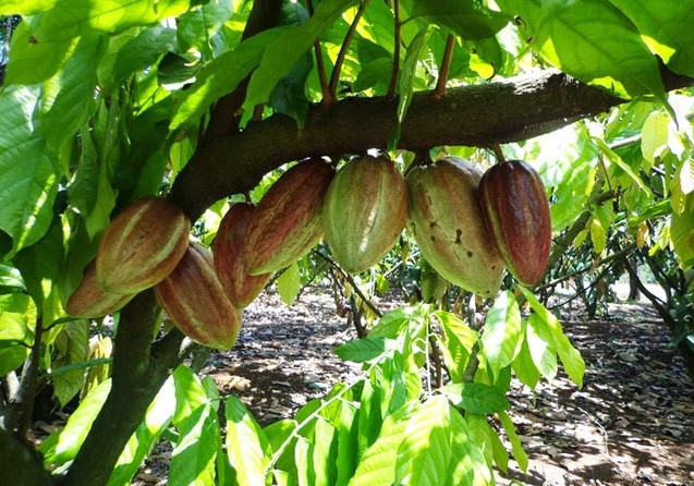 Những cây ca cao tuy thấp nhưng trái chi chít, từ gốc đến ngọn, nhiều màu khác nhau: tím nhạt, tím thẫm, tím hồng, vàng, xanh…Ảnh: Vncgarden.