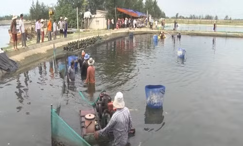 Tháng 3/2016, ông Duyên cải tạo 7.000m2 ao đầm thả nuôi 2,4 triệu con ốc hương giống. Sau 4 - 5 tháng thu hoạch đạt 16,5 tấn ốc thương phẩm. Sau khi trừ chi phí gia đình lãi ròng hơn 600 triệu đồng. Ảnh: Hatinhtv.