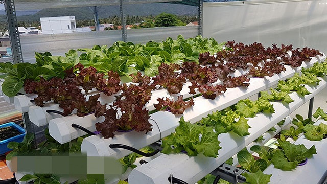 Một giàn còn lại dành riêng để trồng xà lách. Ảnh: Dân Việt.