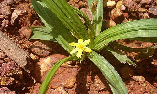 Cây sâm cau. Ảnh: Internet