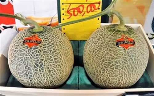 Mỗi trái dưa Yubari thường có giá từ 200 USD đến 10.000 USD. Ảnh: Food and Wine.