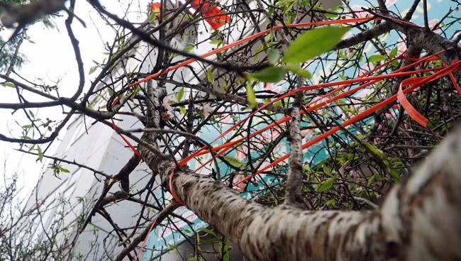 "Bây giờ những người bán đào tại đây chỉ mong nắng ấm lên một chút cho đào nở, chứ rét như mấy đợt này đào khó nở, nụ thì thâm hết lại không biết có nở được không, nếu trời mà cứ rét vậy thì không biết được thế nào. Hy vọng năm nay trời thương để mọi người có một cái tết sung túc”, một người bán đào trăn trở.