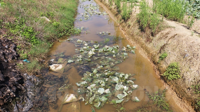 Theo bà con nơi đây, giá su hào giảm sâu từ 1.500 – 2.000 đồng/củ xuống 300 – 500 đồng/củ, sau giảm tiếp còn 100 – 200 đồng/củ, thậm chí chẳng có người mua. Ảnh: Baohaiduong.