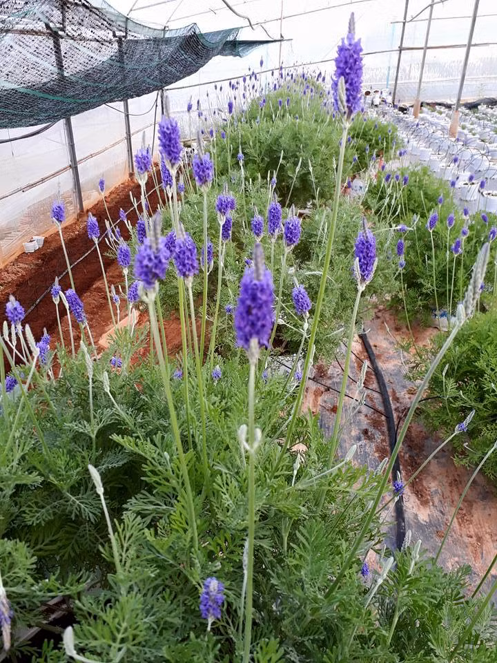 Lavender được khách hàng ưa thích bởi màu tím lãng mạn và mùi thơm nhẹ nhàng. Ảnh: FB Trần Thanh Trúc.