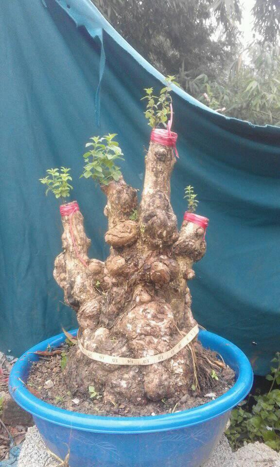 Những gốc cây u sần sau một thời gian chăm sóc sẽ co hoa đẹp mắt. Ảnh: FB Son Tran.