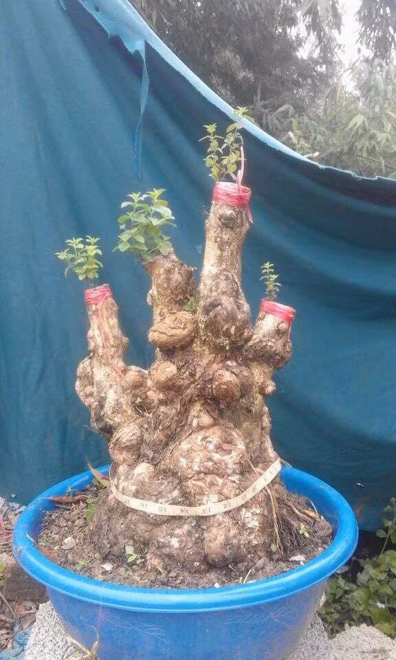 Những gốc cây u sần sau một thời gian chăm sóc sẽ co hoa đẹp mắt. Ảnh: FB Son Tran.