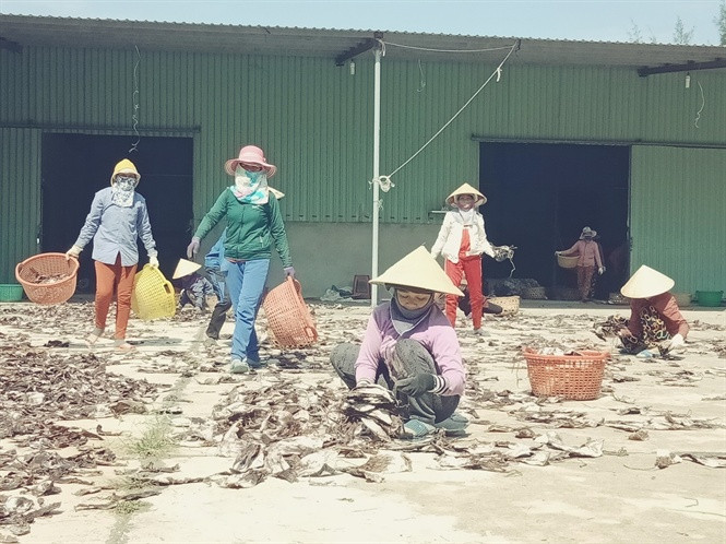 Mực khô được thương lái thu mua giá cao, mang lại nguồn thu nhập bạc tỷ cho ngư dân xã Tam Giang. Ảnh: Nongnghiep.