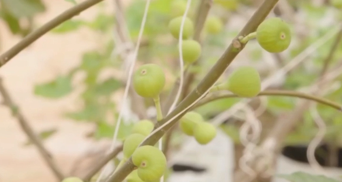 Mỗi cành sung Mỹ cho khoảng 200-300 quả/ mùa. Ảnh: NLĐ.