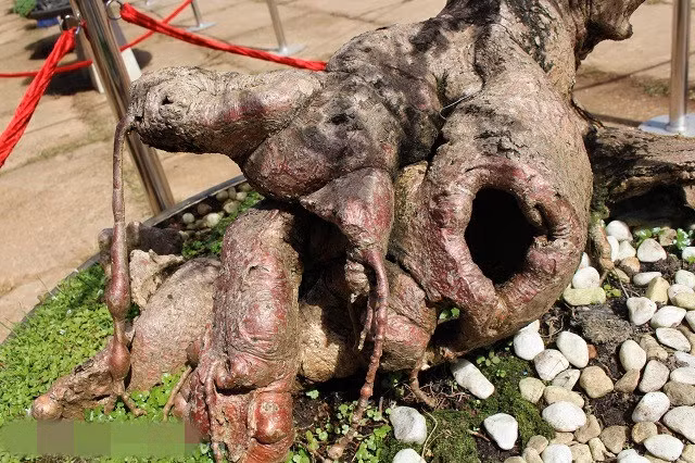 Phần gốc có nhiều hang hốc, sẹo tạo vẻ cổ kính. Ảnh: Dân Việt.