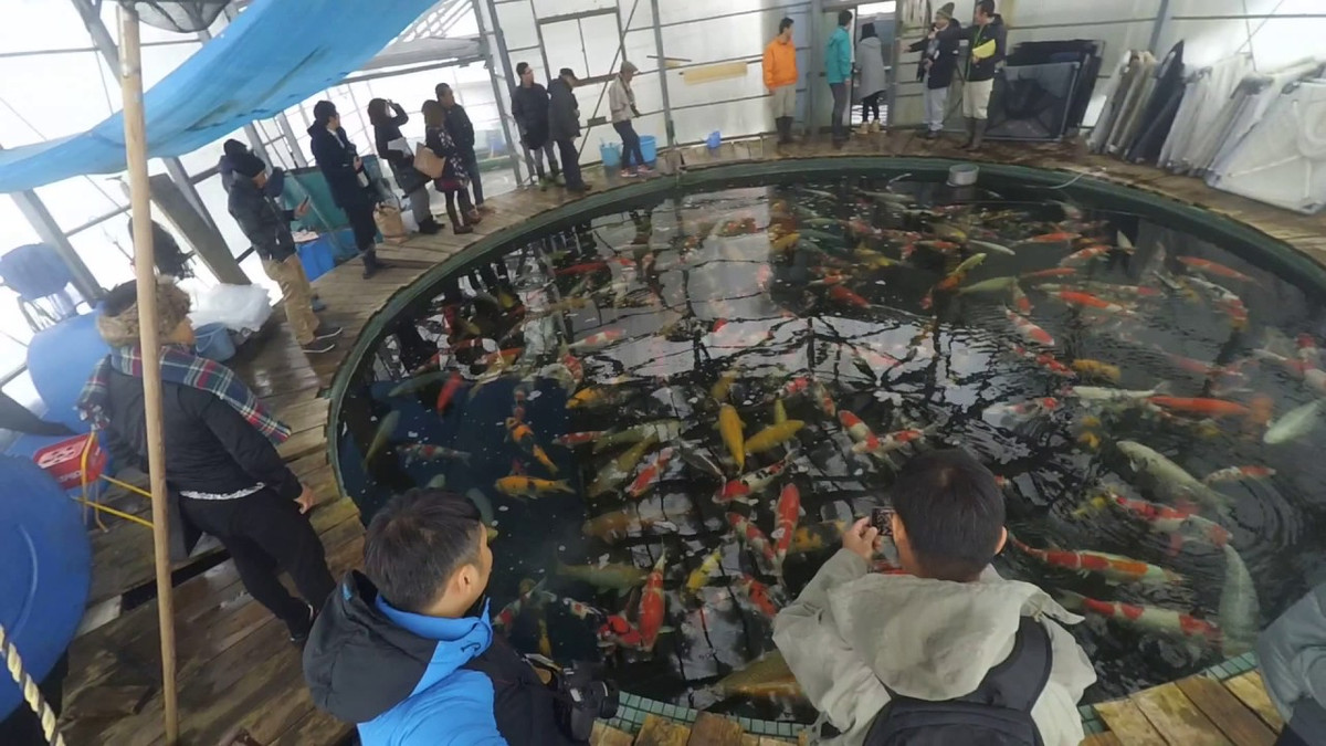 Người dân Ojiya bắt đầu nuôi cá koi từ thế kỷ 19. Đến nay, cá koi đã trở thành một nghề truyền thống trong vùng. Ảnh: Youtube.