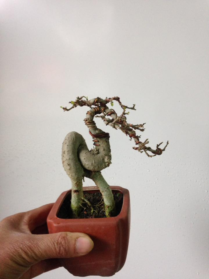 Duối mini thân uốn lượn siêu độc đáo. Ảnh: FB Trang Thân Thiên.