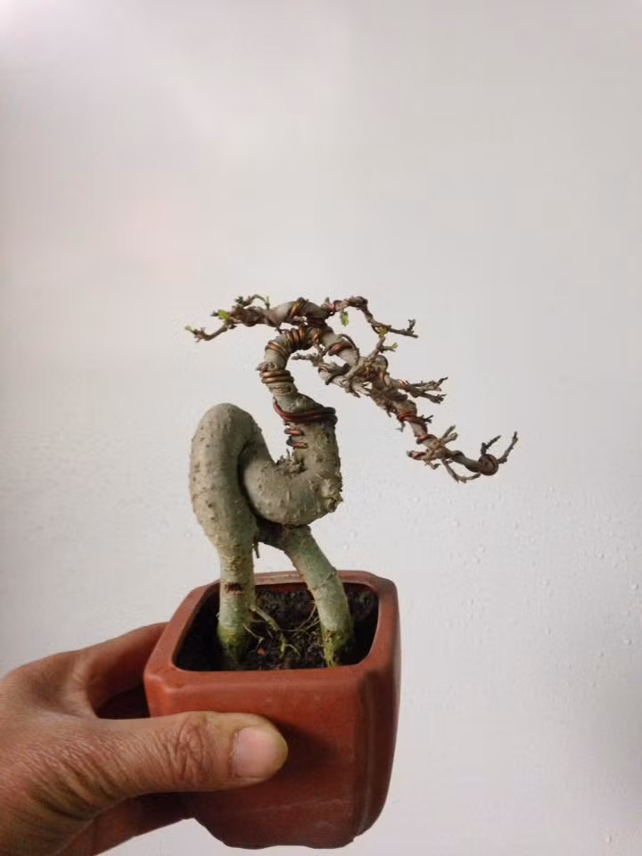 Duối mini thân uốn lượn siêu độc đáo. Ảnh: FB Trang Thân Thiên.