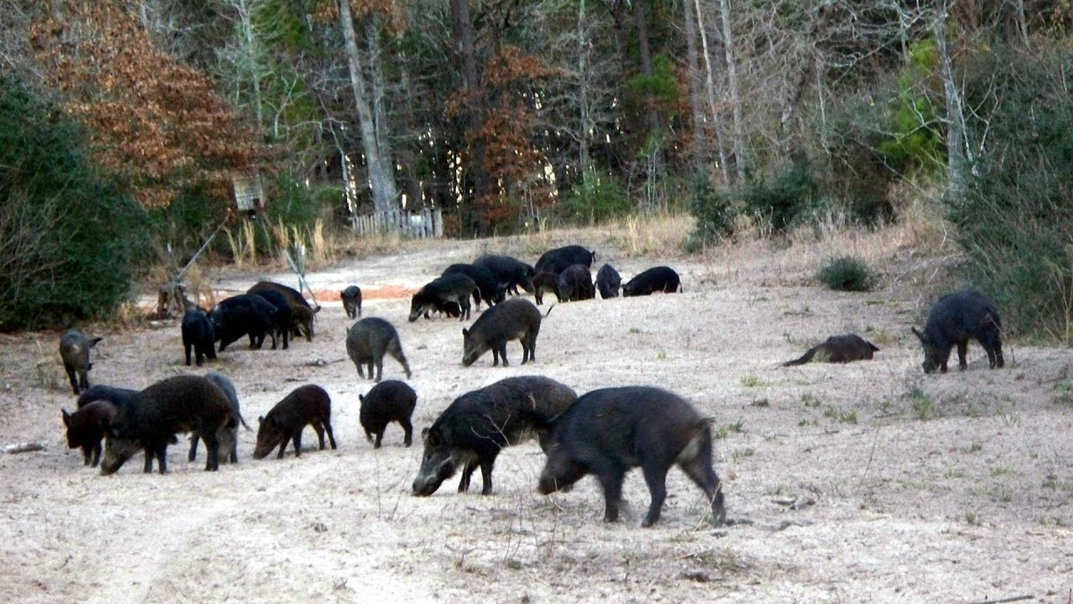 Lợn rừng hoang dã Texas phân bố tập trung ở khu vực phía đông, nam và trung của bang. Chúng sống ở những vùng đất có hươu, nai hoang dã và tránh những con thú ăn thịt. Ảnh: Youtube.