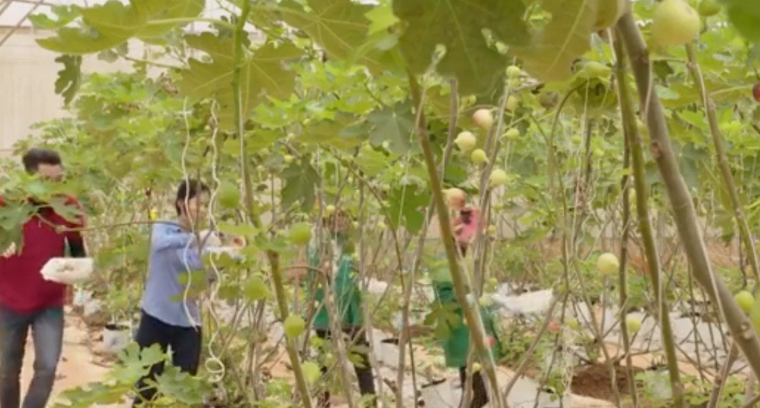 Khoảng một tháng thì trái sung chín. Ảnh: Nongnghiepsach.