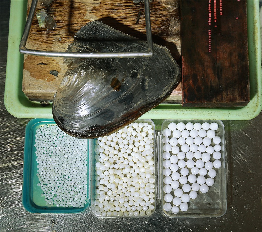 Đã có đoàn chuyên gia nước ngoài trả đến 4 tỷ đồng nếu anh Việt đồng ý chuyển giao toàn bộ công nghệ cấy ghép ngọc trai. Tuy nhiên, anh đã từ chối. Ảnh: Lao động.