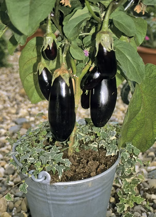 Cà tím đen siêu độc được chọn làm bonsai đón năm mới với ý nghĩa tượng trưng cho sự đủ đầy, ấm no. Ảnh: Printest.