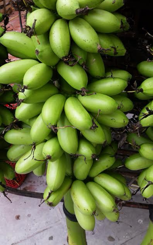 Đây là loại chuối tiến vua, quý, ngon, đẹp thường được nhiều người săn lùng vào mỗi dịp Tết đến. Ảnh: VTV.