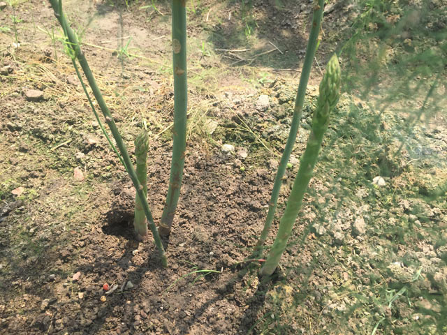 Ưu điểm của măng tây xanh là chỉ phải trồng 1 lần nhưng cho khai thác trong vòng từ 8-10 năm. Ảnh: Dân Việt.