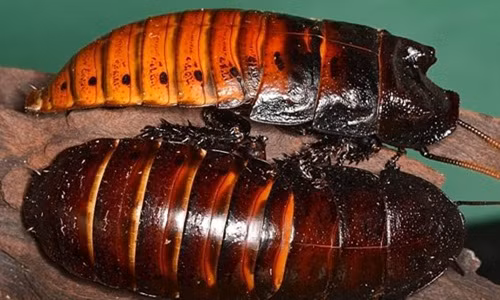 Theo nguồn tin trên tờ Dailymail, gần đây, giới đại gia ở Australia đang rộ lên phong trào nuôi gián khổng lồ làm thú cưng. Ảnh: DM.