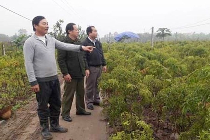 Anh Bùi Văn Chung (xã Hải Quang, huyện Hải Hậu, Nam Định) trồng 12.000 gốc đinh lăng, lãi ròng từ 200-300 triệu đồng mỗi năm. Ảnh: Dân Việt.